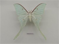 藏品(長尾水青蛾)的圖片